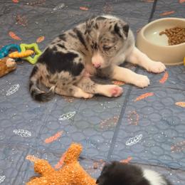 Toby, Mr Black - Blue merle male Border Collie puppy in San Tan Valley, Arizona from Sherry's Border Collies