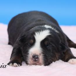 DONNA - Black tri female Miniature Australian Shepherd puppy in Weeki Wachee, Florida from Arlington's Mini Aussies