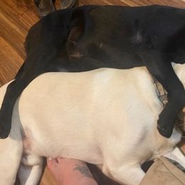 Labrador Retrievers from Brown Bay Labs