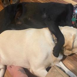 Labrador Retrievers from Brown Bay Labs