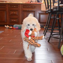 Poodle Puppies from D and D Standard Poodles