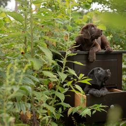 Labrador Retriever Puppies from Still Creek Labradors