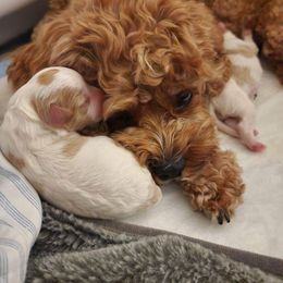 Cavapoo Puppies from Ellas.Pups