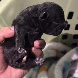 Girl 1 - French Bulldog puppy from Old Frenchie Air Corp