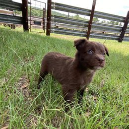 Brownie - Red Australian Shepherd puppy in Rusk, Texas from H3 Aussies