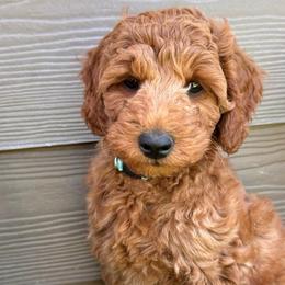 Jack Nicklaus - Red  male Goldendoodle puppy in Chelan, Washington from North Cascades Doodles