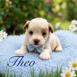 Theo - White male Maltipoo puppy in Bowling Green, Kentucky from Denise Clark