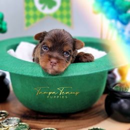 Maltese and Yorkshire Terrier Puppies from Tampa Teacup Puppies