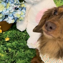 Dachshunds from DoxieKisses