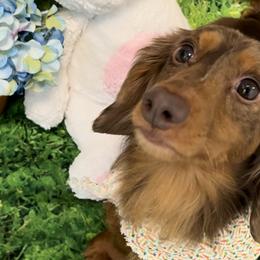 Dachshunds from DoxieKisses