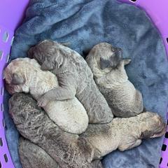 Chesapeake Bay Retriever Puppies from Bellus Chesapeakes