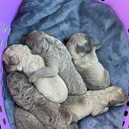 Chesapeake Bay Retriever Puppies from Bellus Chesapeakes