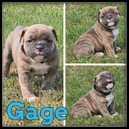 Gage - Brown brindle male Olde English Bulldogge puppy in Wheeler, Michigan from Haase Family Kennels