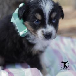 Major- BTM 1 - Black tri-color male Australian Shepherd puppy in Nacogdoches, Texas from TK Standard, Mini, & Toy Aussies