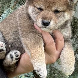 Miko - Sesame female Shiba Inu puppy in Winthrop, Minnesota from Kayobi Shibas