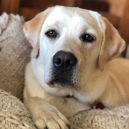 Labrador Retriever All Grown Up from Everlasting Labradors