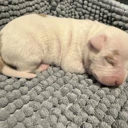Valentino - White male American Staffordshire Terrier puppy in Marietta, Georgia from Ambition Amstaffs