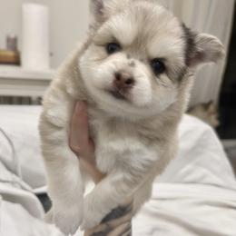 Panko - Merle male Pomsky puppy in Orange County, California from Pomsky Playpen