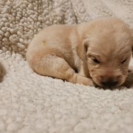 Alvin - Yellow male Labrador Retriever puppy in Davenport, Washington from LynnDee's Kennel