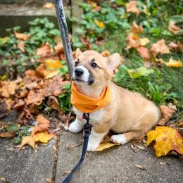 Pembroke Welsh Corgi Puppies from Annwyl McCorgis