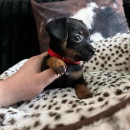 Delilah - Black and tan female Chihuahua puppy in Alvord, Texas from Gift of Gods Favor