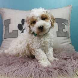 Potluck - Parti male Goldendoodle puppy in Pendleton, Oregon from Blushing Doodles