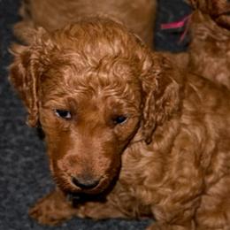 Black - Red  female Poodle puppy in Keedysville, Maryland from Sunshine Red Standard Poodles