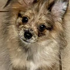 Mina - Pomeranian