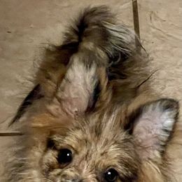Mina - Pomeranian