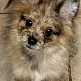 Mina - Pomeranian
