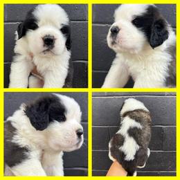 Yellow - Mahogany and white female Saint Bernard puppy in Ladysmith, Wisconsin from Northwoods Saint Bernards
