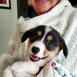 Pembroke Welsh Corgi Puppies from Patrick's Pembroke Welsh Corgis