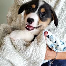 Pembroke Welsh Corgi Puppies from Patrick's Pembroke Welsh Corgis