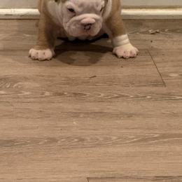 Bulldog Puppies from Bulldog's 4 Brothers