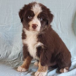 RTM - Red tri-color Australian Shepherd puppy in Seneca, South Carolina from Tawodi Hills