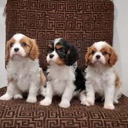 Cavalier King Charles Spaniel puppies from Brookstone Farm