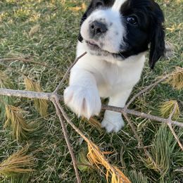 English Springer Spaniel Puppies from Hometown Springers