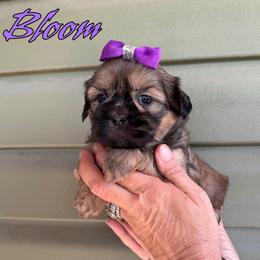 Bloom - Sable female Shih Tzu puppy in Joplin, Missouri from Loyal Tzu's