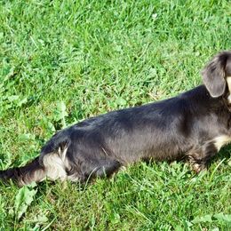 Holly - Dachshund