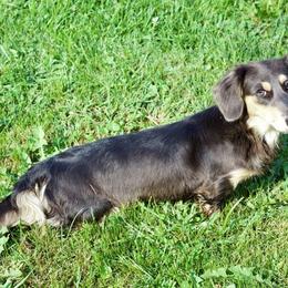Holly - Dachshund