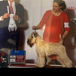 Joani - Soft Coated Wheaten Terrier