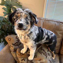 Zeeli - Australian Shepherd