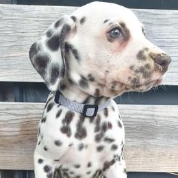 Ponyta (Grey collar) HUA - White and liver brown female Dalmatian puppy in Raymondville, Missouri from Wagner's Dalmatian's