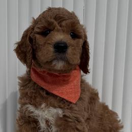 Orange Boy - Apricot male Goldendoodle puppy in Newmanstown, Pennsylvania from Homespundoodles