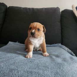 Staffordshire Bull Terrier Puppies from Tier 1 Staffordshire Bull Terriers
