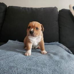 Staffordshire Bull Terrier Puppies from Tier 1 Staffordshire Bull Terriers