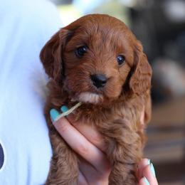 Sprout - Red male Cavapoo puppy in Springtown, Texas from North Texas Puppies