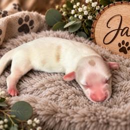 Jax - Piebald male Dachshund puppy in Central Point, Oregon from Chamberlains Doxie
