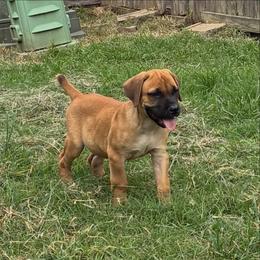 Boy 1 - Red male Cane Corso puppy in Sienna, Texas from Robinson Elite Corsos