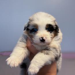 Balu AKC - Blue merle male Australian Shepherd puppy in Polk City, Florida from Skaky Shepherds